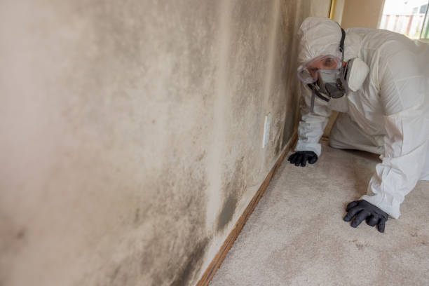 Why You Should Choose Our Mold Remediation Services in Fetters Hot Springs Agua Caliente, CA